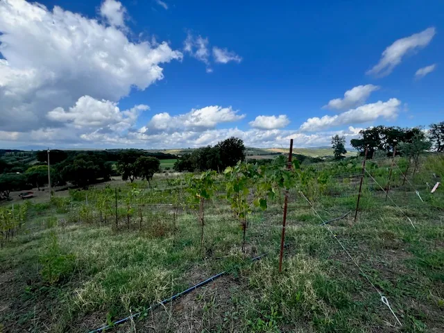 TERRENO AGRICOLO PANORAMICO