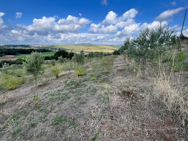 TERRENO AGRICOLO PANORAMICO