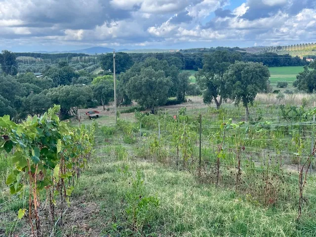 TERRENO AGRICOLO PANORAMICO