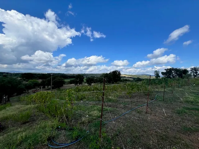 TERRENO AGRICOLO PANORAMICO