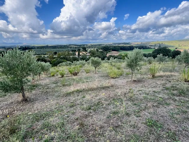 TERRENO AGRICOLO PANORAMICO
