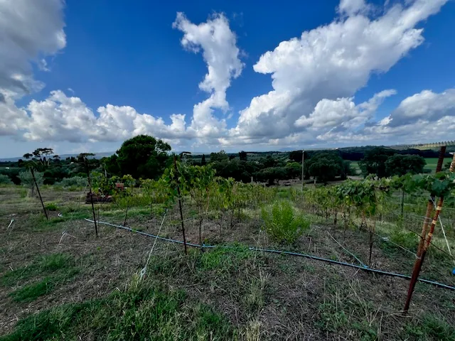 TERRENO AGRICOLO PANORAMICO
